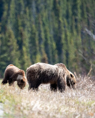 Mother and cub grizzly bear seen in the wild during spring time with boreal forest background, eating with blonde colored coat, fur. 