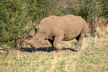 Obraz premium White Rhino in the South African bush