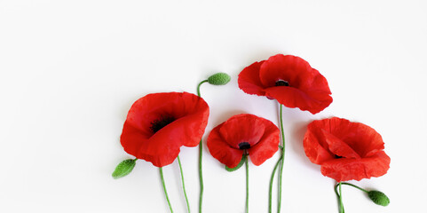 Red poppies on a white background. Postcard in the style of minimalism, place for text, close-up