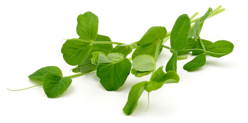 Pea sprouts, microgreen plant, isolated on white background. High resolution image.