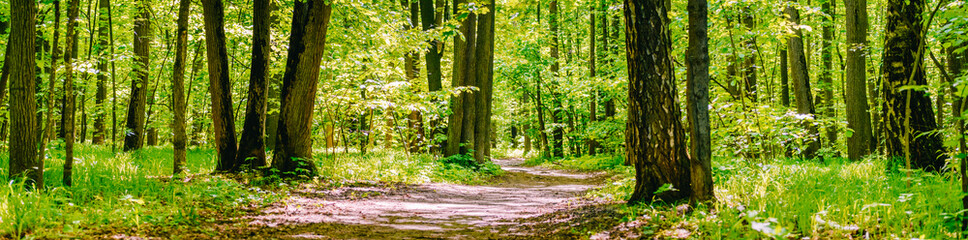 Spring forest with trees and green grass. Beautiful panoramic scenery