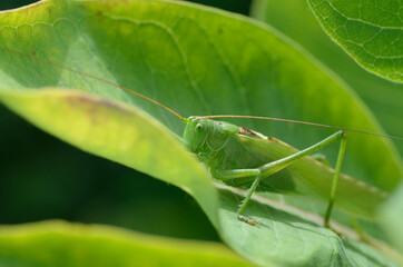 A green grasshopper on a large leaf of grass, in its natural environment.