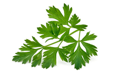 Fresh organic parsley, isolated on white background. High resolution image