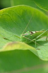 A green grasshopper on a large leaf of grass, in its natural environment.