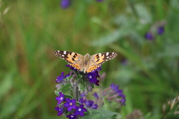 Butterfly on Anchusa officinalis, Sweden