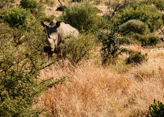 White Rhino in the South African bush