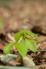 Beech seedling (Fagus sylvatica).