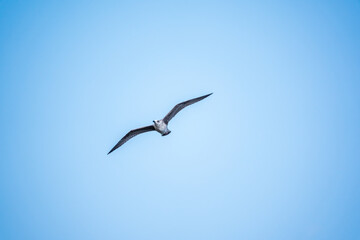 The European herring gull, Larus argentatus, flying in the clear blue sky.
