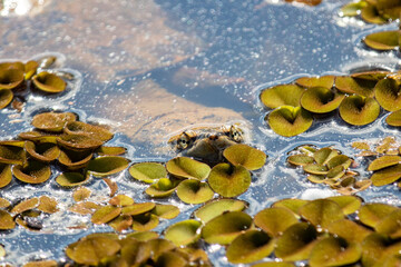 Gray-tailed turtle (Phrynops hilarii), camouflage, typical of the Brazilian wetland. Selective focus