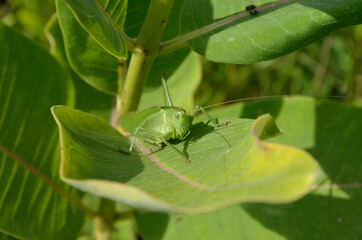 A green grasshopper on a large leaf of grass, in its natural environment.