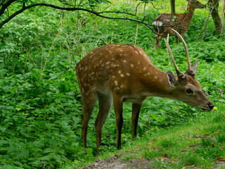 Obraz premium roe deer in the park, roe deer on green grass