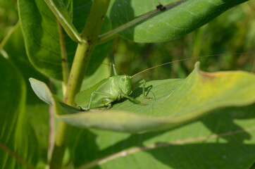 A green grasshopper on a large leaf of grass, in its natural environment.