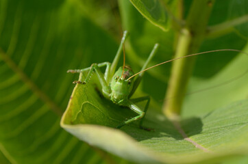 A green grasshopper on a large leaf of grass, in its natural environment.