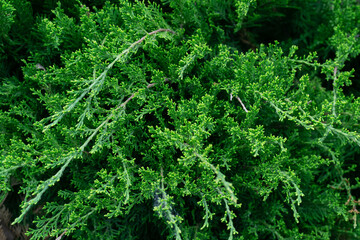 green branches of juniper in sunny weather