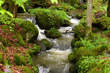 Kleiner Wasserfall im frühlingshaften Laubwald