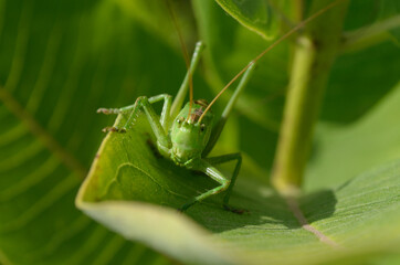 A green grasshopper on a large leaf of grass, in its natural environment.