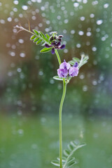 Purple vetch (vicia sepium), a european spring flower, in front of a window with raindrops