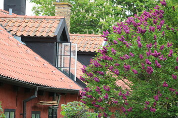 Lilacs in Varberg, Sweden