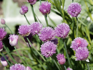Obraz premium (Allium schoenoprasum) Plants de Ciboulettes à fleurs violines au sommet de tiges vert-clair