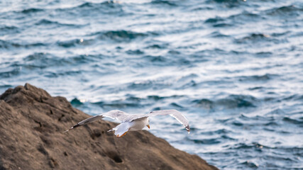 The European herring gull, Larus argentatus, flying on blue clear sea background.