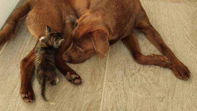 Adorable baby kitten playing with a dog - cute kitten playing with a dog