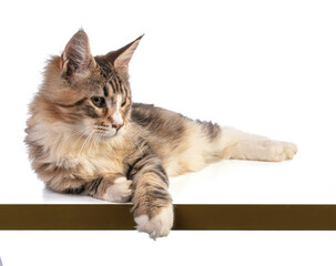 Young Maine coon lying