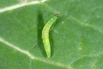Caterpillar of Diamond-back moth (Plutella xylostella) on Rapeseed. Migratory insect in the family...