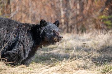 Wild black bear seen in natural scene in northern Canada during spring time surrounded by dry landscape. 