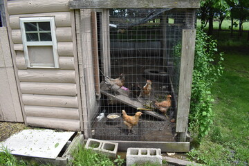 Chickens in a Chicken Coop © Steve