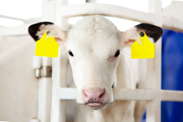 Cute white calf in a calf barn on a dairy farm. Calf head, close-up.