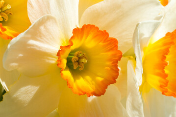 One daffodil close up macro photography © Jeine