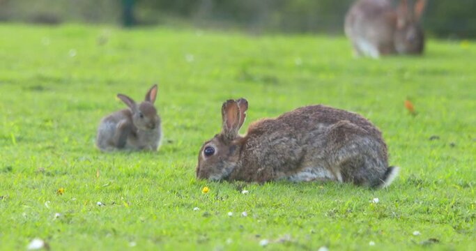 Cute tiny bunny rabbit scratching ear while mother eats grass slow motion