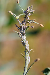 Brevicoryne brassicae, commonly known as the cabbage aphid or cabbage aphis, Caterpillar of Diamond-back moth (Plutella xylostella) and Ceutorhynchus the cabbage seedpod weevil on Rapeseed.