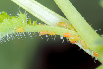 Myzus persicae, known as the green peach aphid or the peach-potato aphid, is a small green aphid...