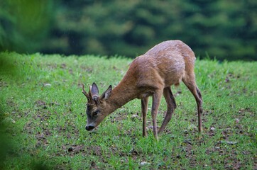 Foraging deer in natural environment.

