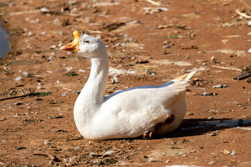 Male white goose, isolated lying on the ground. Selective focus