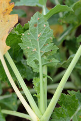 Aphid (Myzus persicae, known as the green peach aphid or the peach-potato aphid) killed by entomopathogenic fungus.