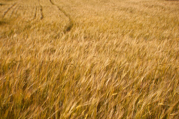Open field with golden grass
