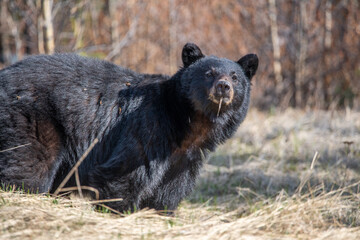 Obraz na płótnie Canvas Black bear seen in wild outdoor environment during spring time, looking directly into the camera. Cute face and ears showing with dry landscape surrounding. 