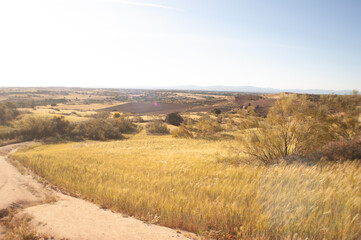 Open field with golden grass