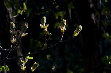 Twig with unopened flower bud and young hairy green leaves of the tree horse chestnut in spring, Sofia, Bulgaria 