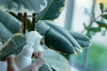 Close up wet ficus elastica leaves with water drops after moisturizing in focus.  White plastic...