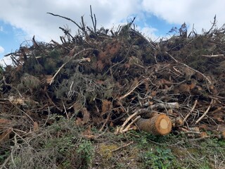 Ramas, maleza y desperdicios tras una deforestación en Galicia