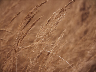 Obraz premium Close-up Ear of dry grass in the autumn meadow. The background is blurry.