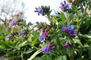 Geflecktes Lungenkraut (Pulmonaria officinalis), blühende Pflanze - Spotted lungwort, lungwort, common lungwort, Mary's tears or Our Lady's milk drops , flowering plant