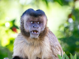 Capuchin monkey 