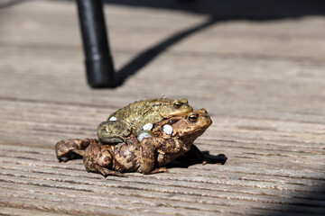 zwei Erdkröten (Bufo bufo) bei der Paarung - two common toads mating 
