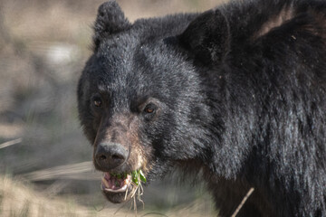 Close up face of a black bear seen in the wild eating with grass, greenery in its mouth with tounge, teeth showing. Blurred brown background.