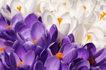 Group of violet and white crocuses flowers in spring. Close-up view.