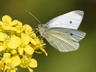 A Small White Butterfly (Pieris rapae) on a black mustard wildflower (Brassica nigra) on the bank of the River Calder in Wakefield, West Yorkshire